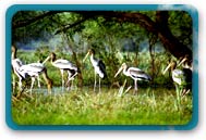 Keoladeo National Park Rajasthan