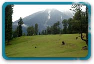 Pahalgam Kashmir