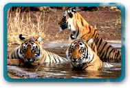 Ranthambore National Park Rajasthan